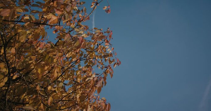 Autumn or fall tree canopy on a blue sky windy sunny evening leaves