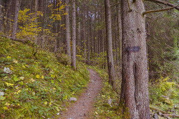 Obraz premium autumn trail in mountain forest