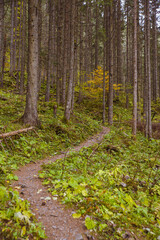 Obraz premium autumn trail in mountain forest