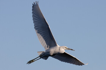 Snowy Egret Flying Wings Fully Spread