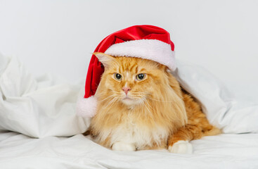 Red Maine Coon cat lying under a white blanket in a santa hat