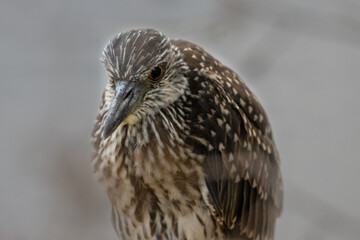 Young Night Heron Gray Background