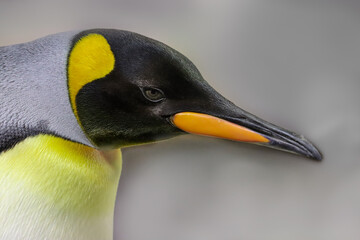 Close-up Emperor Penguin Profile View
