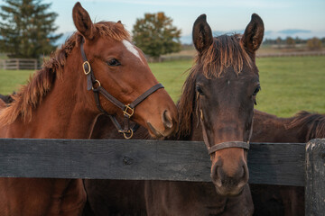 portrait of 2 horses