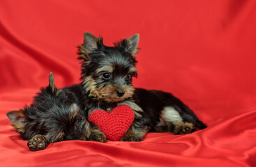York terrier puppies lying on a red background