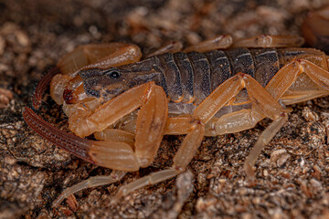 Adult Female Brazilian Yellow Scorpion
