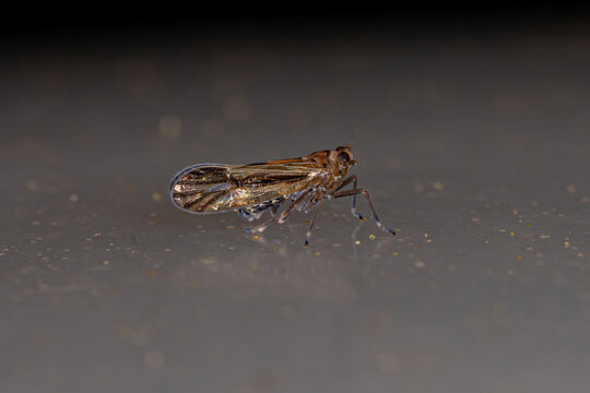 Adult Delphacid Planthopper Insect