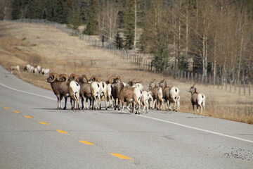herd of sheep on the road