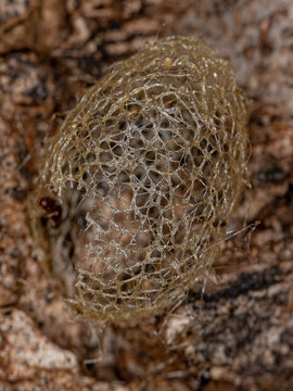 Abandoned Tiger Moth Cocoon