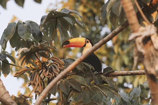 Toco Toucan Eating On The Tree