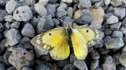 butterfly on the stone