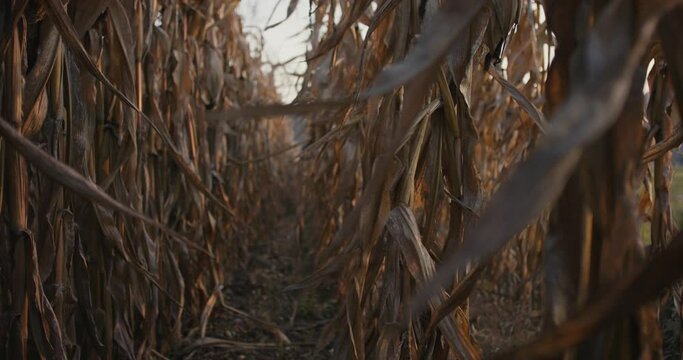 Drought Damage Dry Corn Cornfield Dried Agriculture Or Global Warming