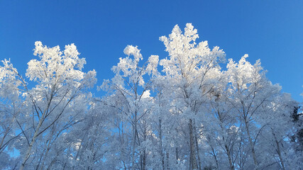frost covered trees
