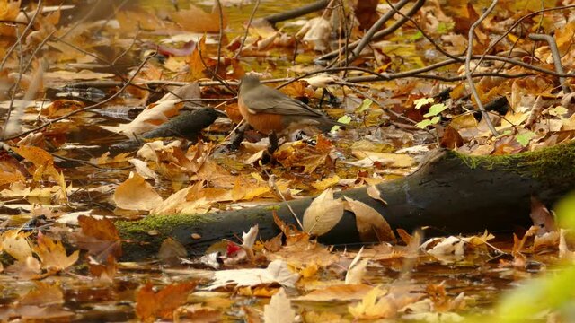 American robin bird, Turdus migratorius, hopping on the ground covered with dry autumn leaves