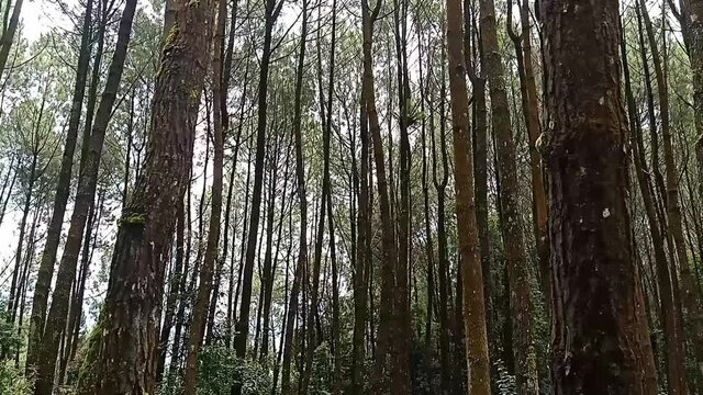 Video landscape of pine trees view at the bottom to the top.