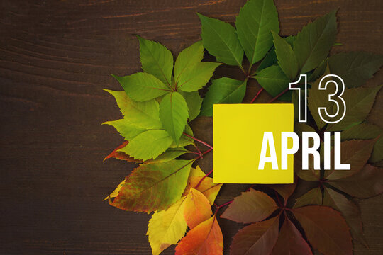 April 13rd. Day 13 of month, Calendar date. Autumn leaves transition from green to red with calendar day on yellow square, wooden background. Spring month, day of the year concept.