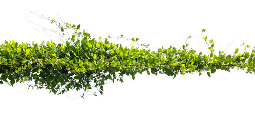 ivy plant on electric wire isolate on white background.