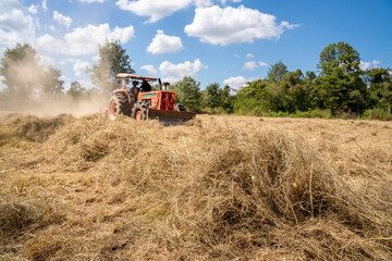 Fototapeta premium Selective focus grass, tractor being used to cut pangola grass at a commercial turf growing farm. animal feed. Agriculture.