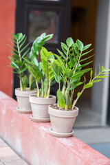 Zamiokulkas in a ceramic pot on a red background