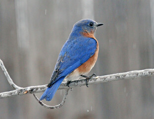 Eastern Bluebird
