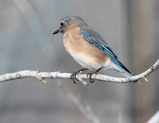 Eastern Bluebird
