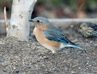 Eastern Bluebird