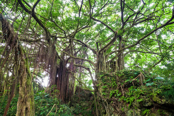 View of lush banyan trees growing in Tzaishan(Shoushan) National Nature Park in Kaohsiung, Taiwan.
