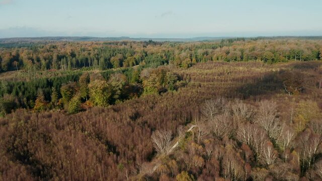 Panoramic View Of Vast Forest In Fagne du Rouge Ponce During Autumn Season In Saint Hubert, Belgium. aerial