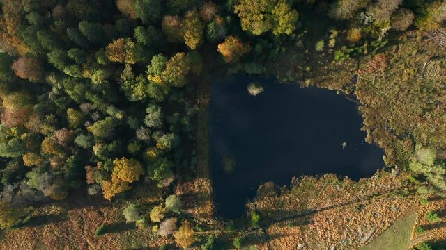 Pond Amongst Autumnal Forest Woods On Sunny Day At Fagne du Rouge Ponce In Saint Hubert, Belgium. Aerial Ascending