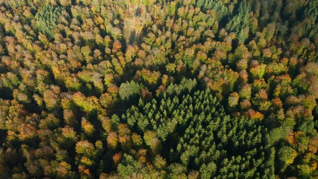 Beautiful Forest Landscape In Fagne du Rouge Ponc&eacute; in Saint Hubert, Belgium - aerial shot