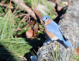 Eastern Bluebird