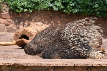 Indisches Weißschwanz - Stachelschwein ( Hystrix indica ).