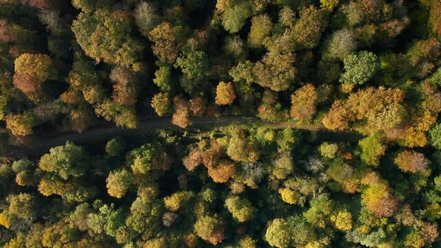 Asphalt Road Canopied By Dense Autumn Tree Forest Near Fagne du Rouge Poncé In Saint Hubert, Belgium. Aerial Topdown