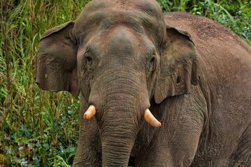 Its body is gray, its snout is called the trunk. The trunk of the Asian elephant has only one beak. Nakhon Ratchasima, Thailand.