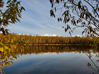 trees reflected in water