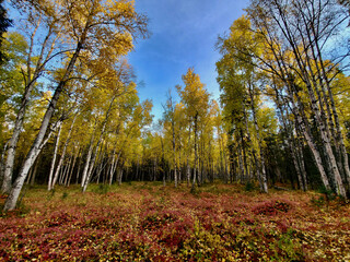 autumn in the forest