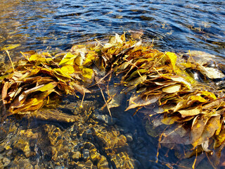 autumn leaves on the water