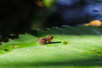 A frog sitting on lotus flower leaf in water. Edible frog.