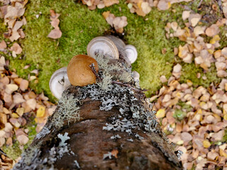 mushrooms in the forest