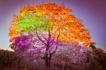 Fototapeta na wymiar tree and rainbow