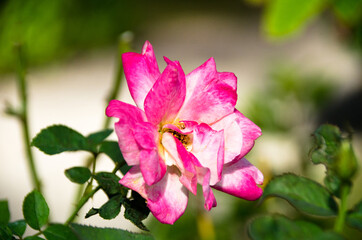 Soft focus beautiful rose with leave nature background, Thailand