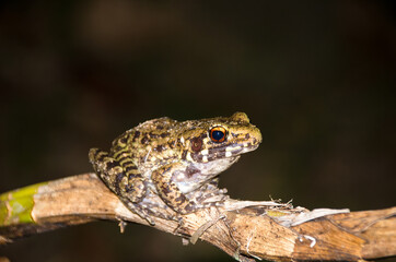Frog is on a branch to catch insects.