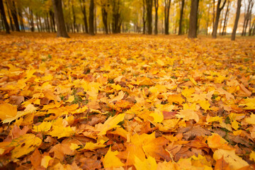 Background from yellow maple leaves. Autumn time of the year.