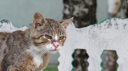 Portrait of a gloomy tabby cat on the street