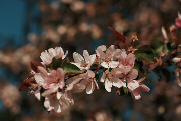 A branch of blossoming apple trees with pink flowers
