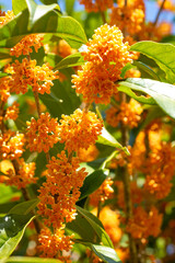 金木犀の花の香　鹿児島県出水市