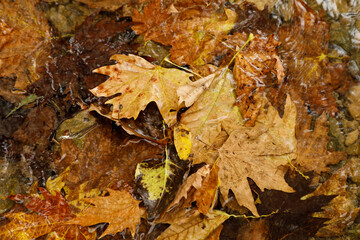 colorful fall leaves floating in water