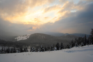 Fototapeta na wymiar Amazing winter landscape with pine trees of snow covered forest in cold foggy mountains at sunrise