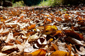 autumn leaves on the ground close-up background