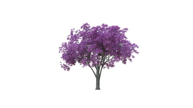 Growing trees on a white background 3D animation growth grow from small to large, Oradycia trees animate in the breeze on white background with alpha mattes 3D virtual tree. Separated with alpha